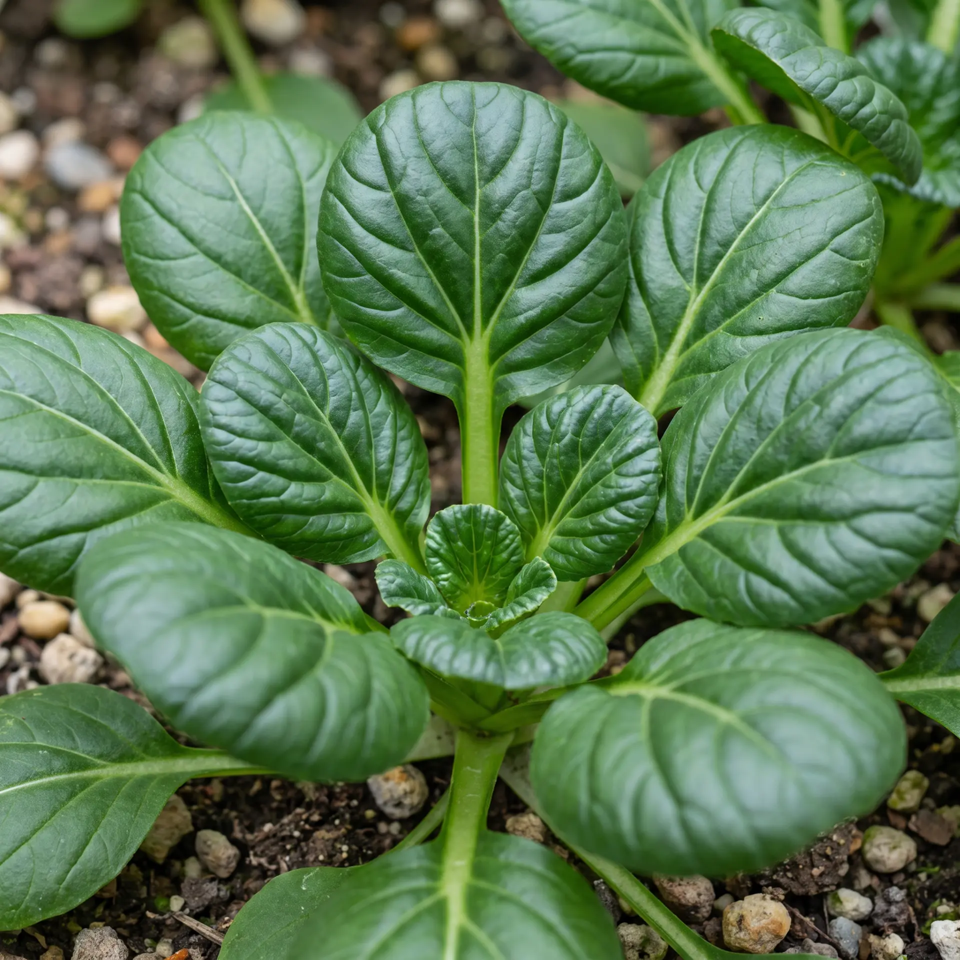 Tatsoi