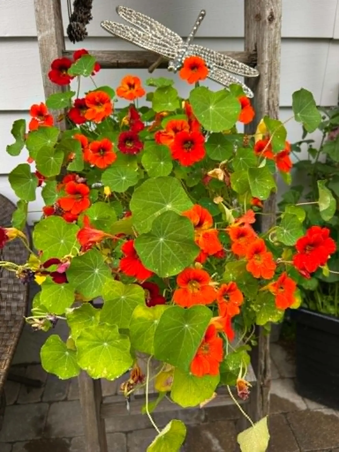 Nasturtium