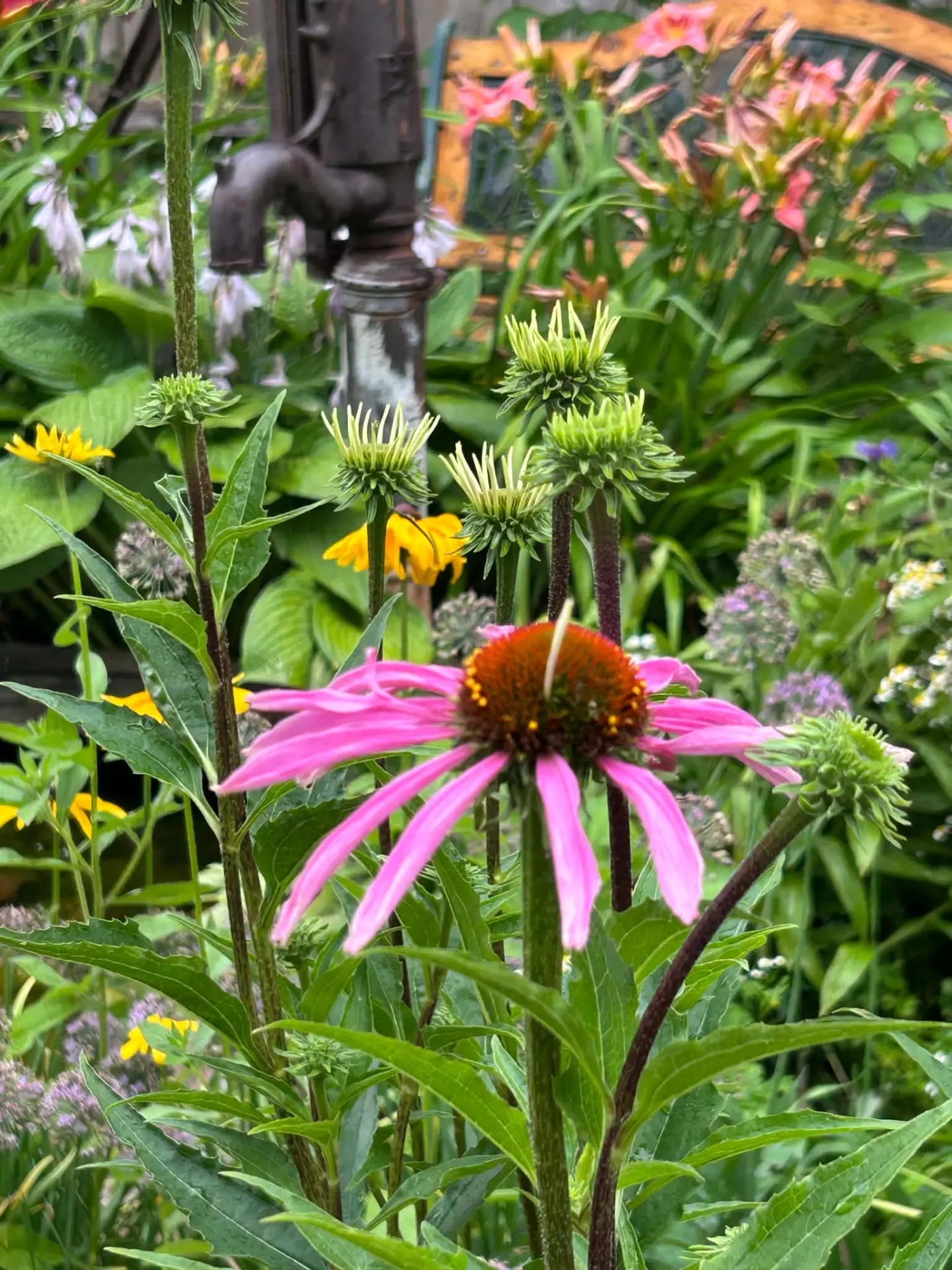 Echinacea (Coneflower)