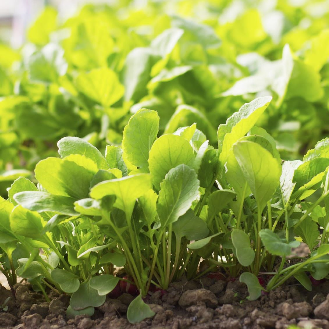 Radish Greens