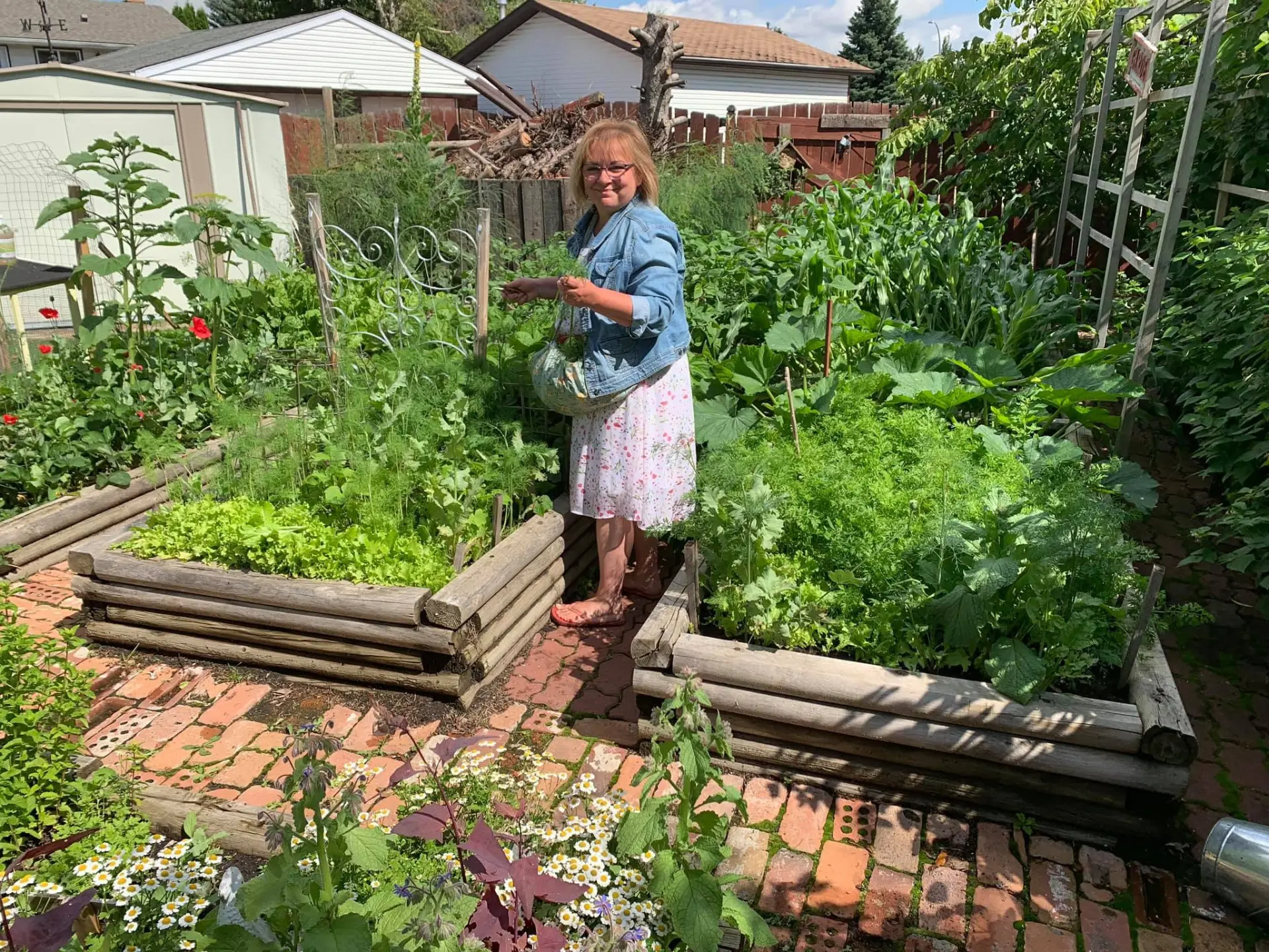 Cindy harvesting greens among log-edged raised beds in her backyard garden