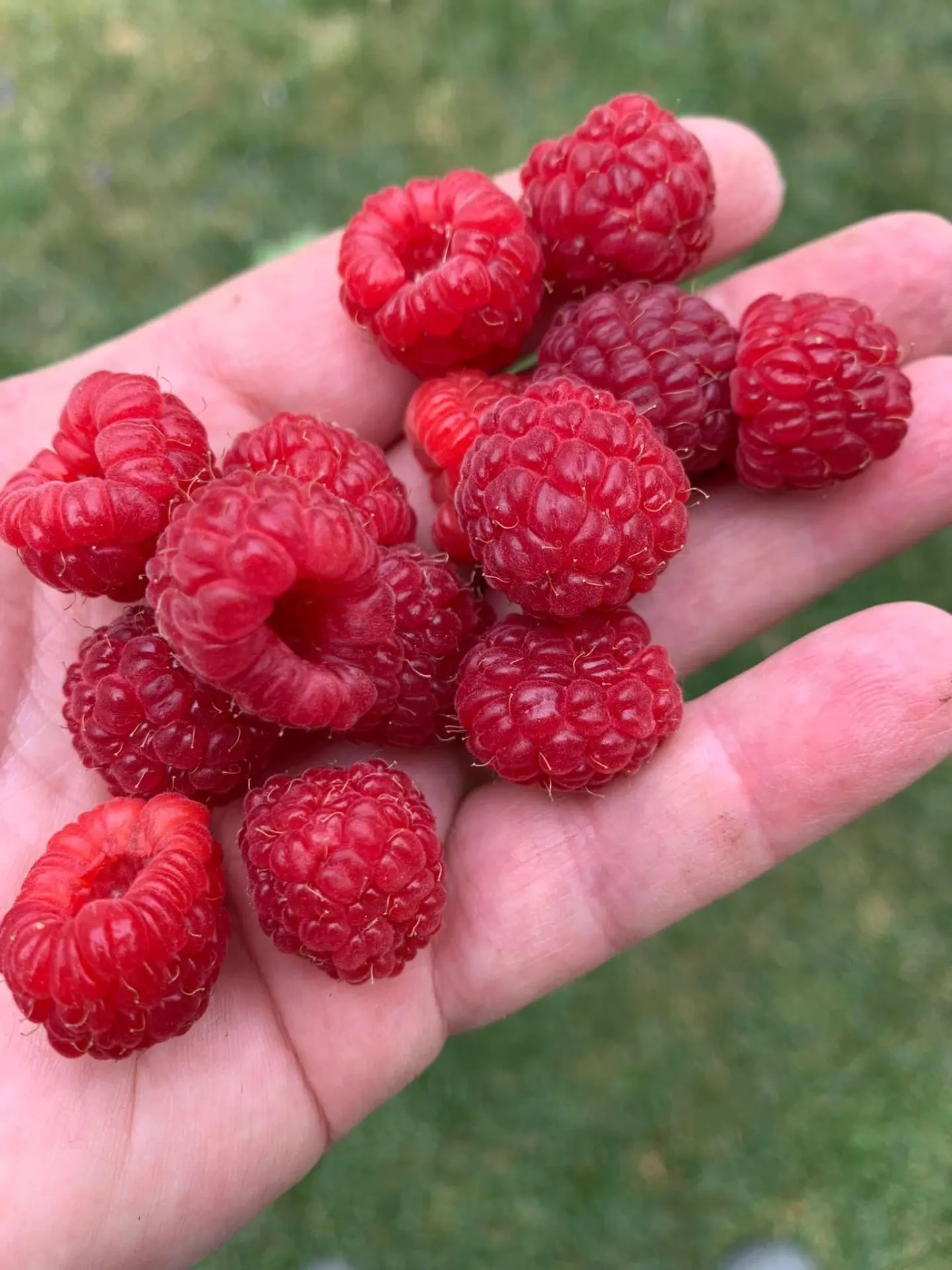 Raspberries
