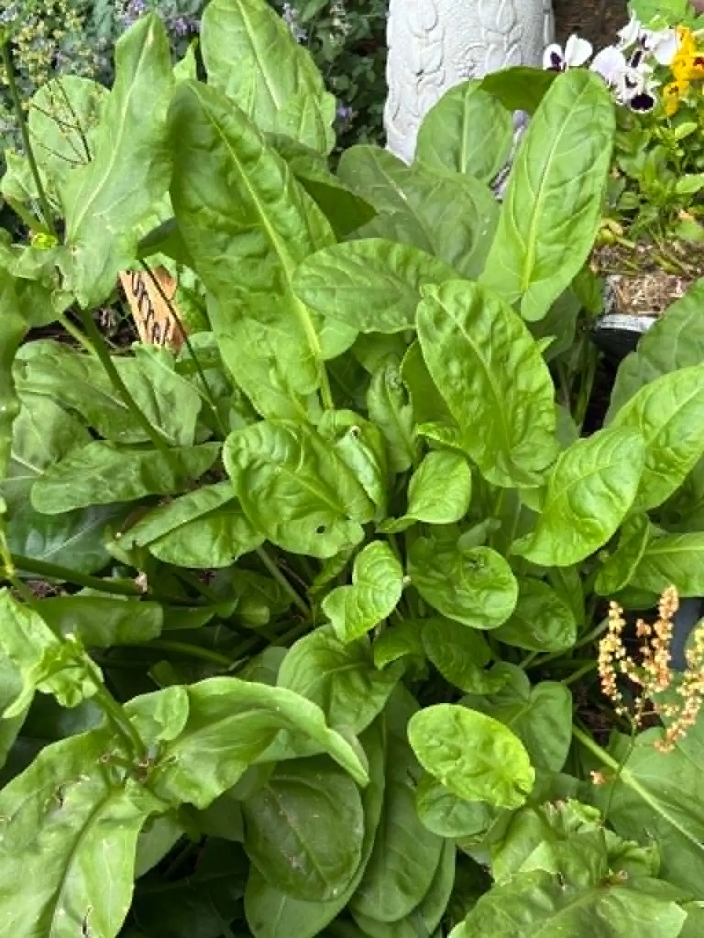 Sorrel