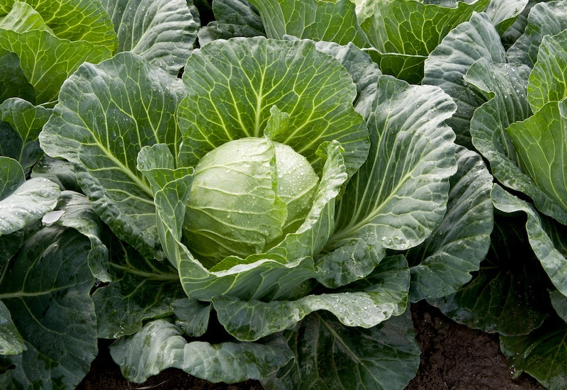 Small-Batch Cabbage Kraut