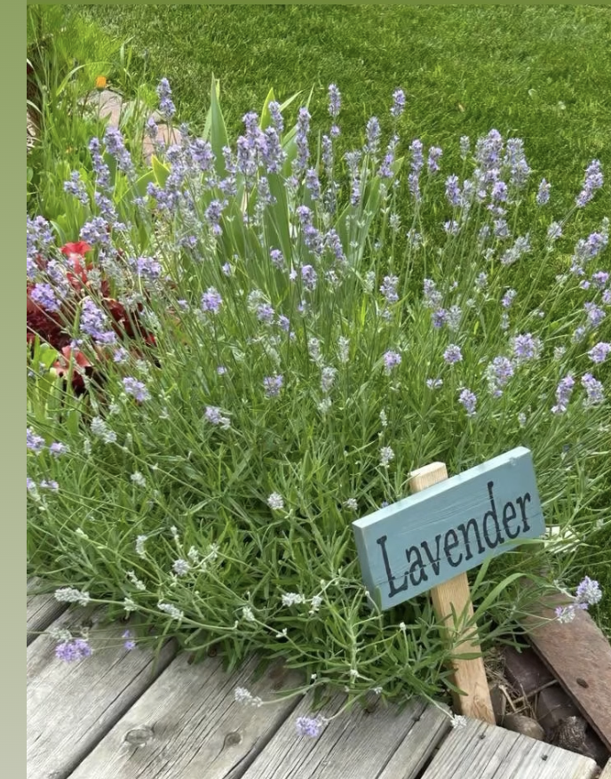 Lavender