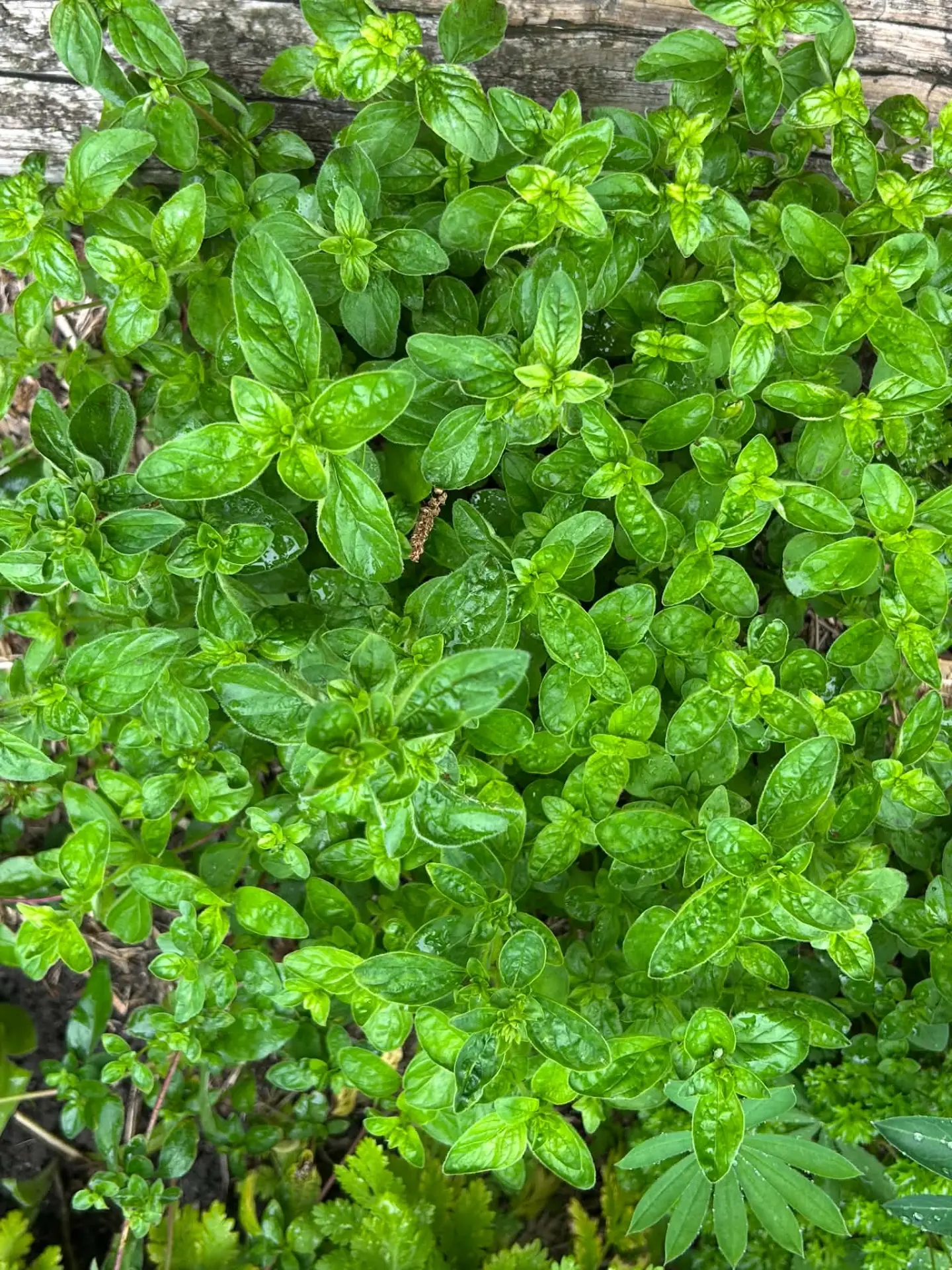 Oregano