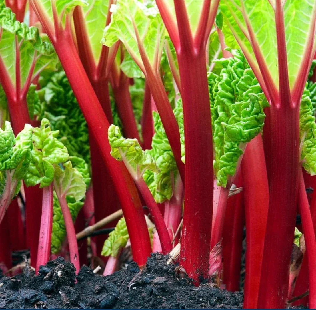 Rhubarb