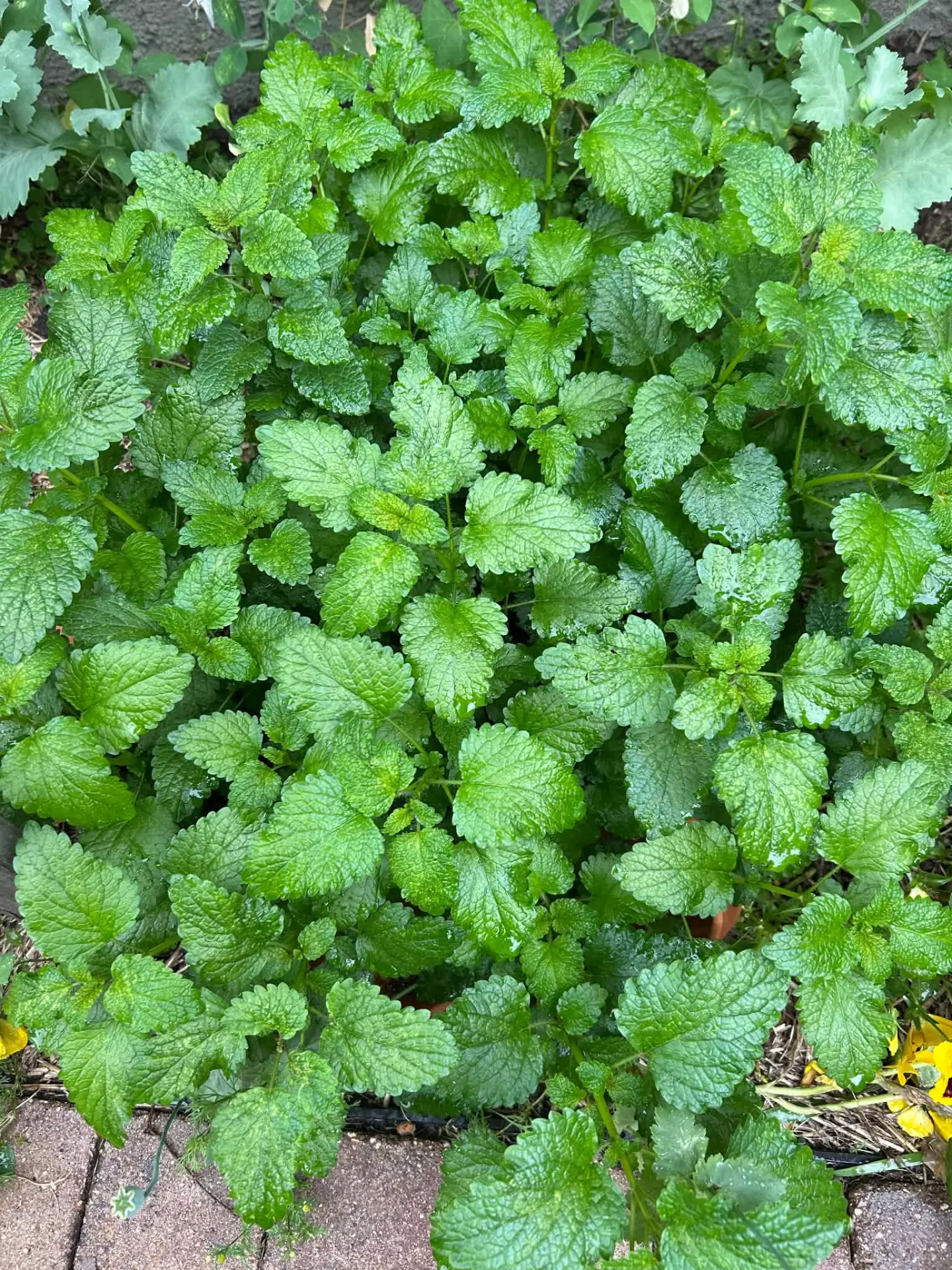 Lemon Balm