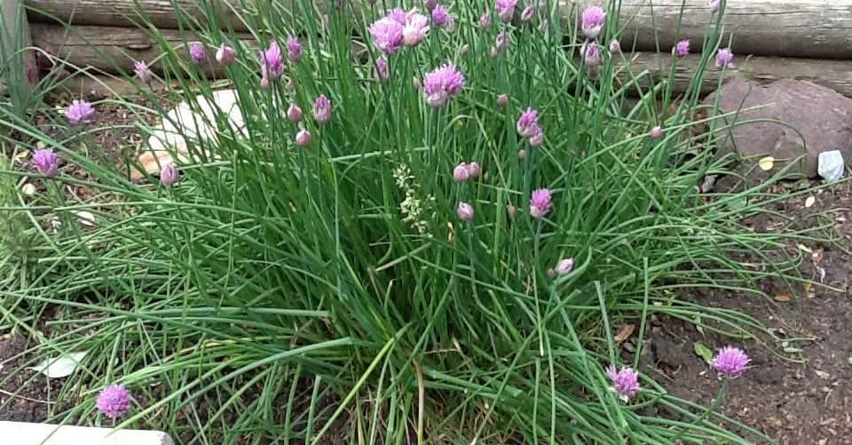 Chives