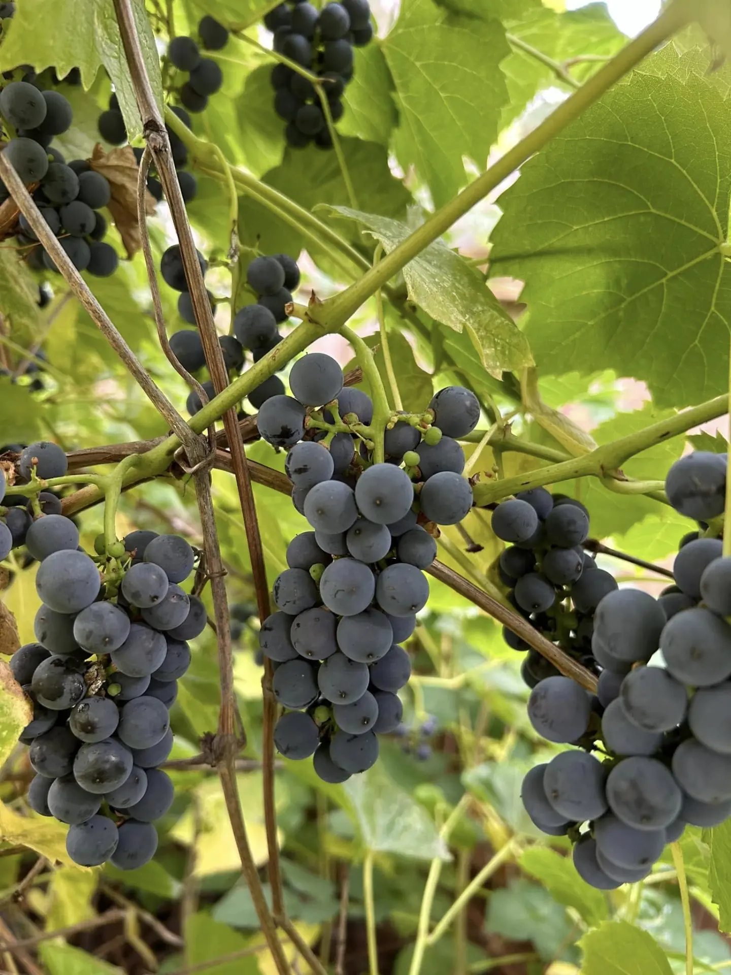 Grapes