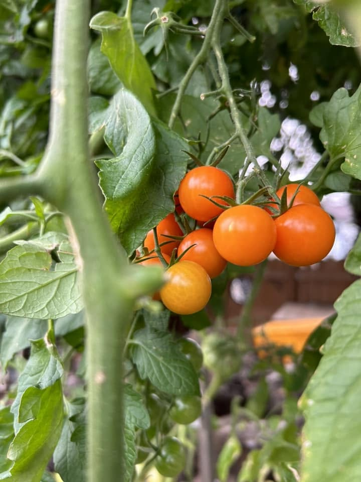 Tomato