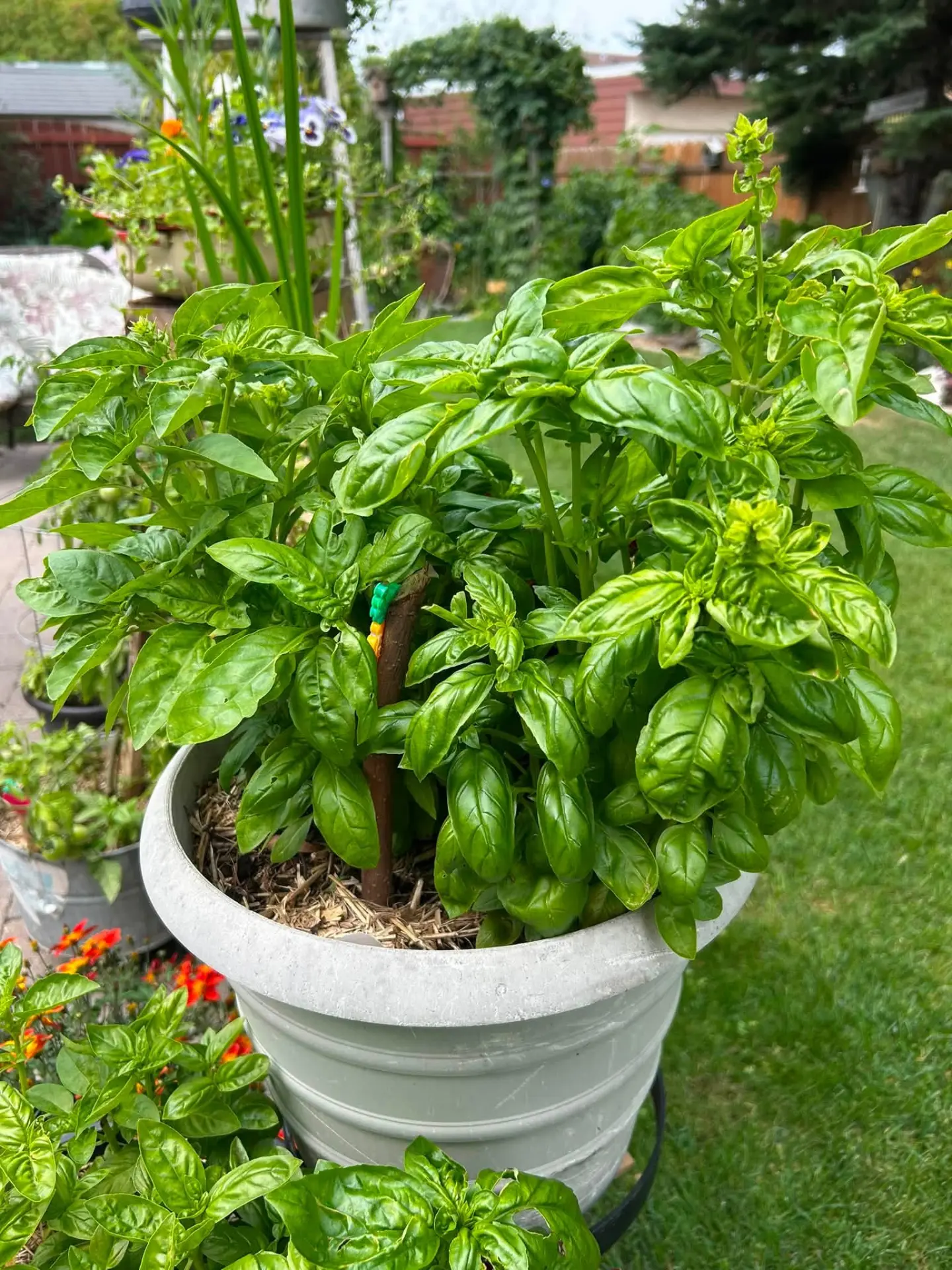 Basil