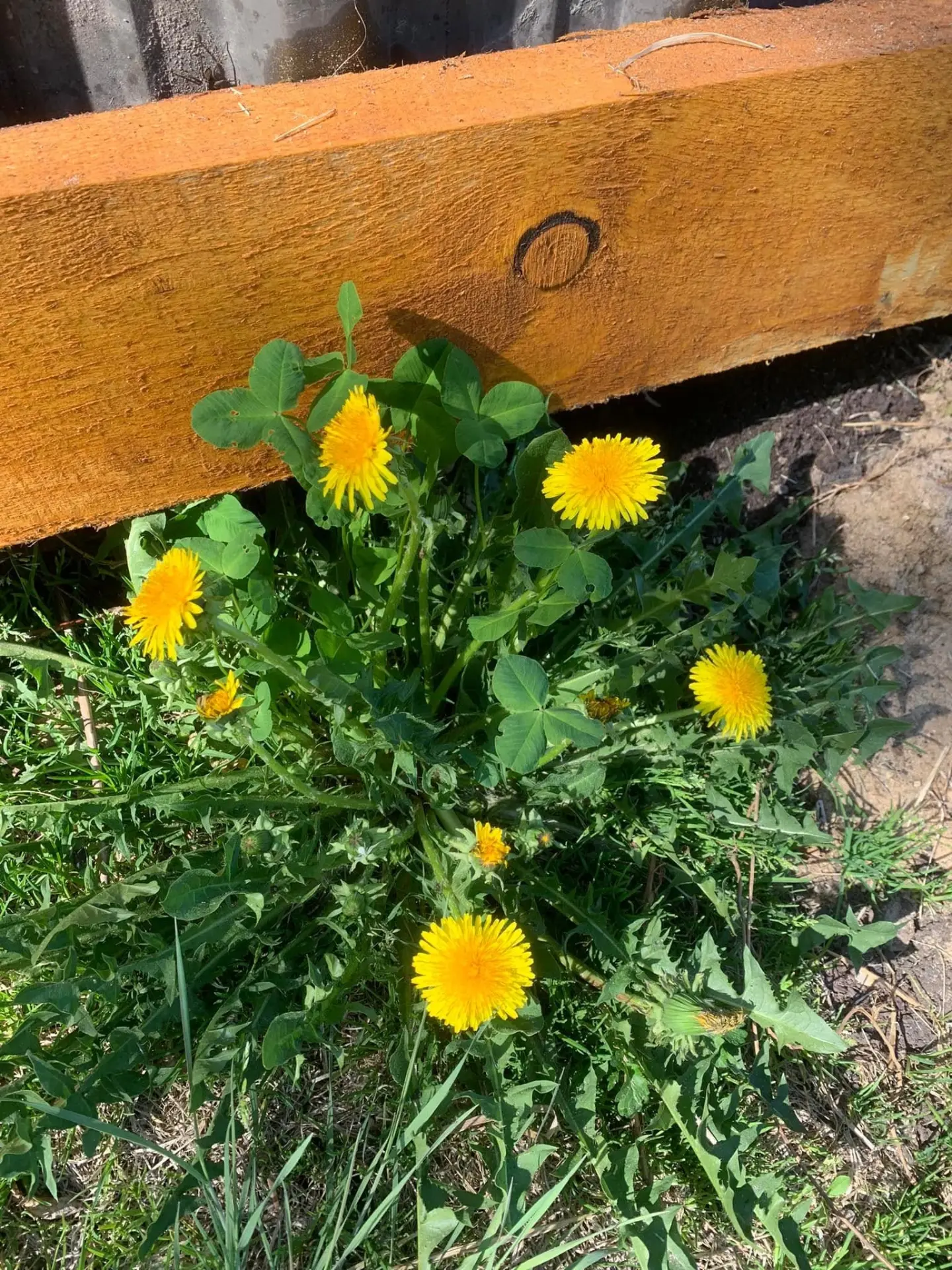 Dandelion