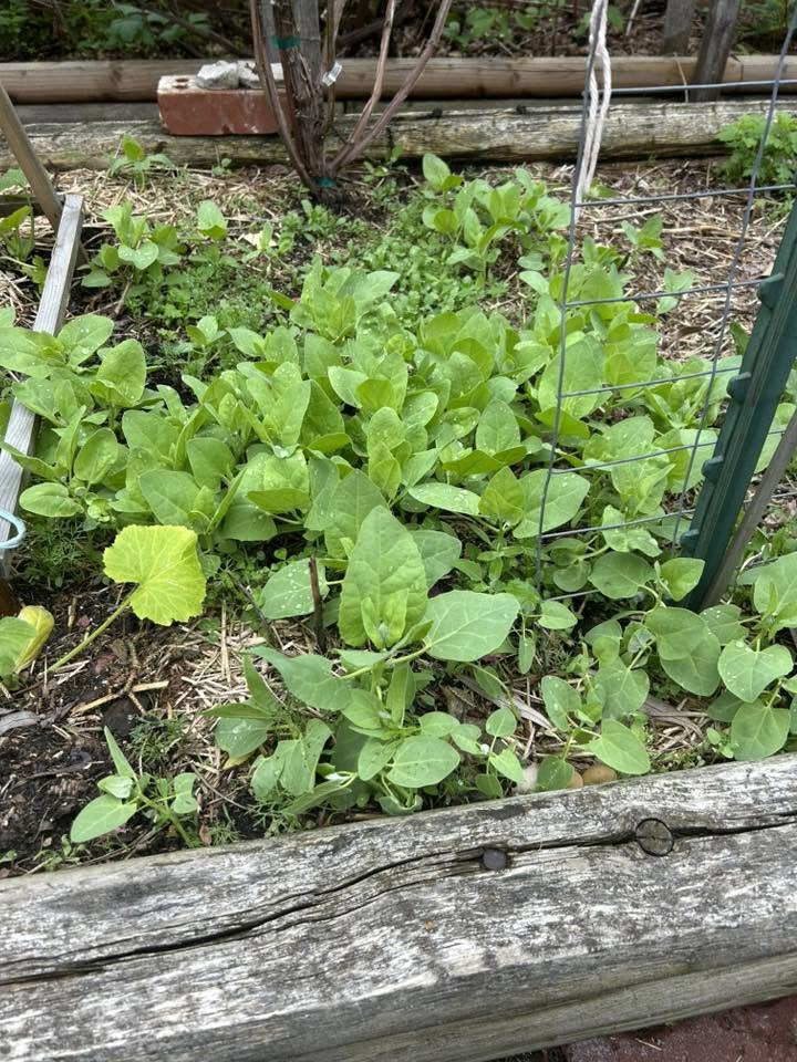 Lambs Quarters