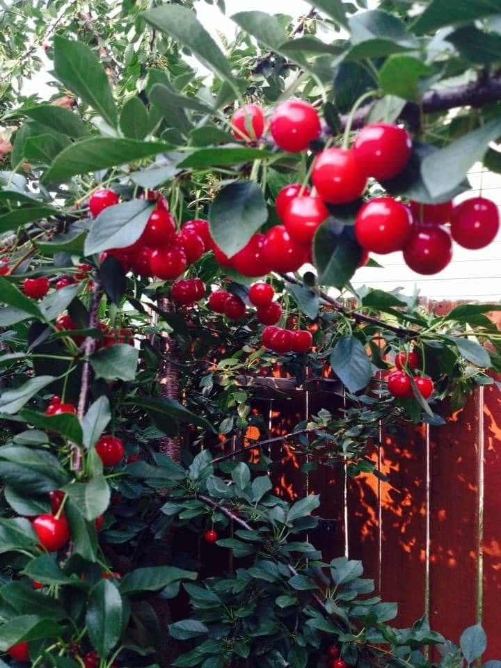 Cherries (Evans Sour Cherry)