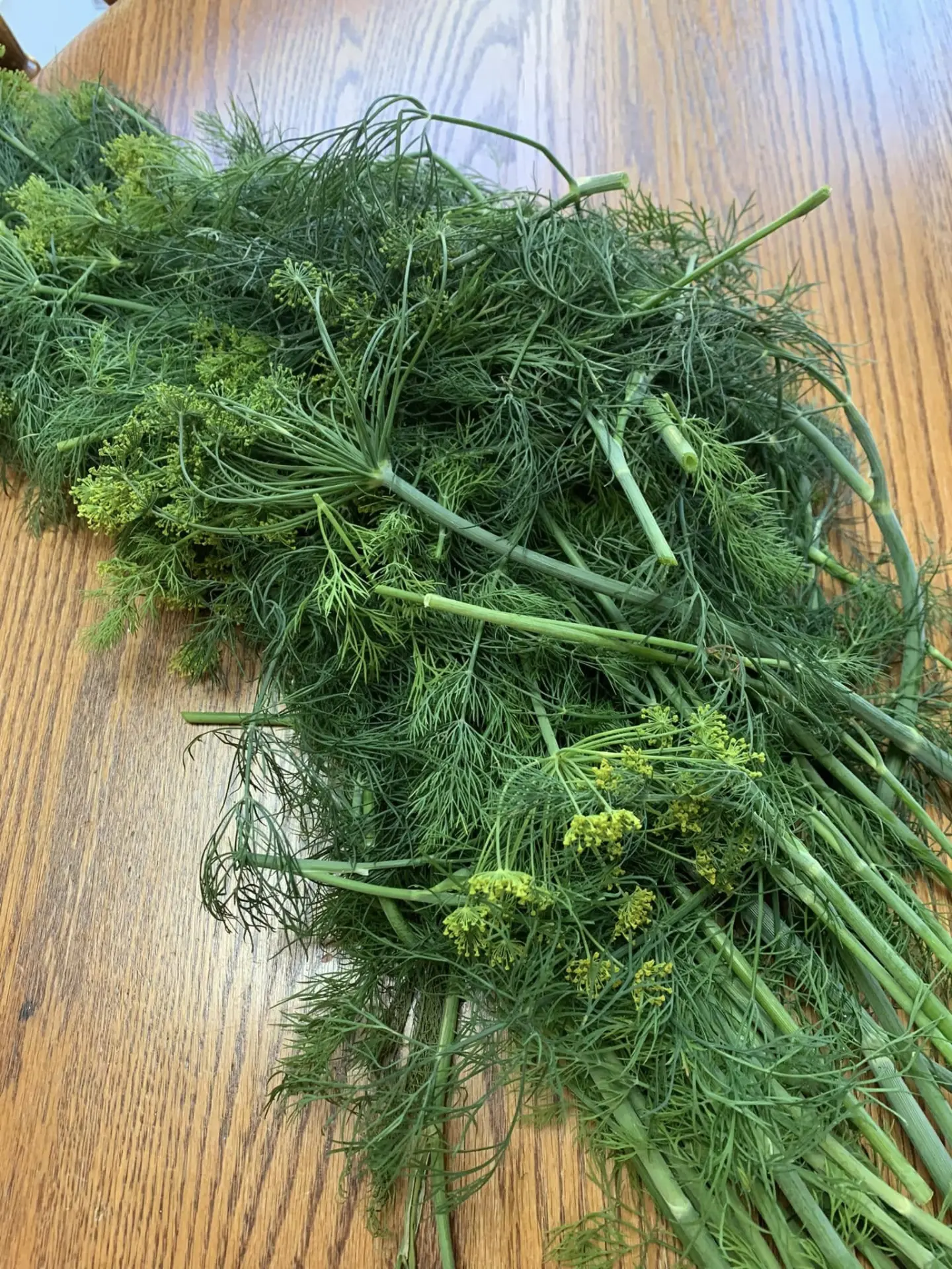 Dill